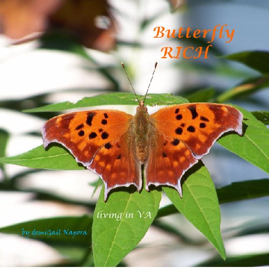 View Butterfly                  RICH by demiGail Napora