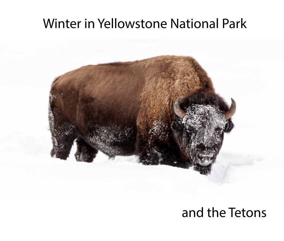 Visualizza Winter in Yellowstone di Steven Miller