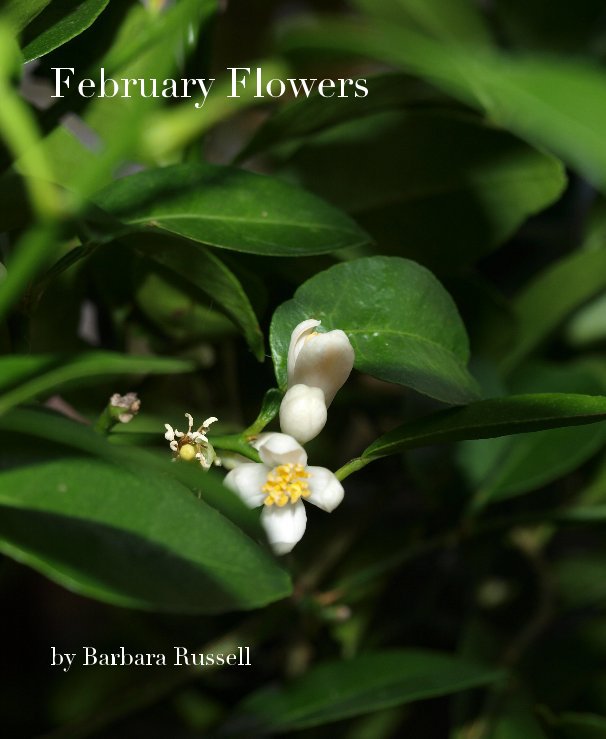 View February Flowers by Barbara Russell