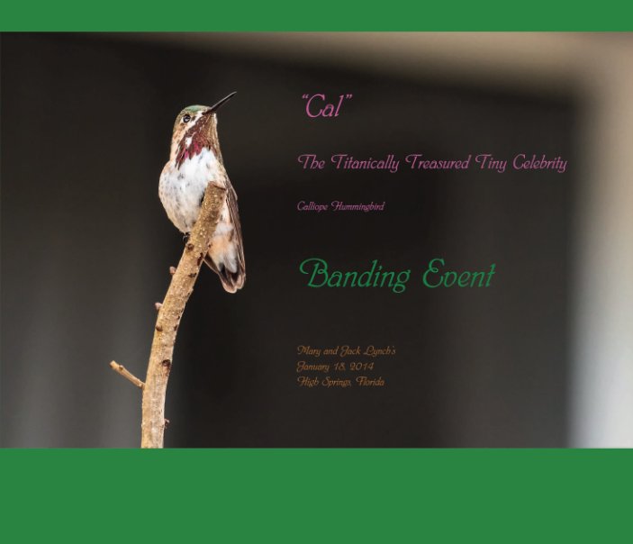View Cal the Calliope Hummingbird by Kathy C. Malone