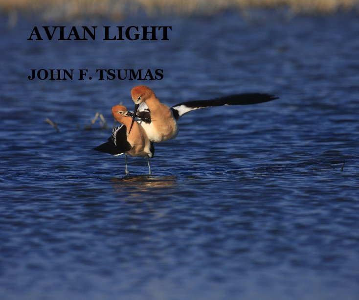 View AVIAN LIGHT by JOHN F. TSUMAS