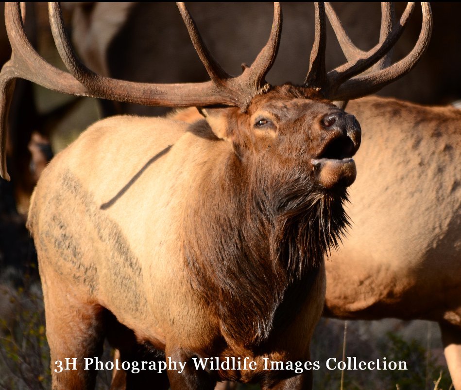 View 3H Photography Wildlife Images Collection by Wayne Hassinger
