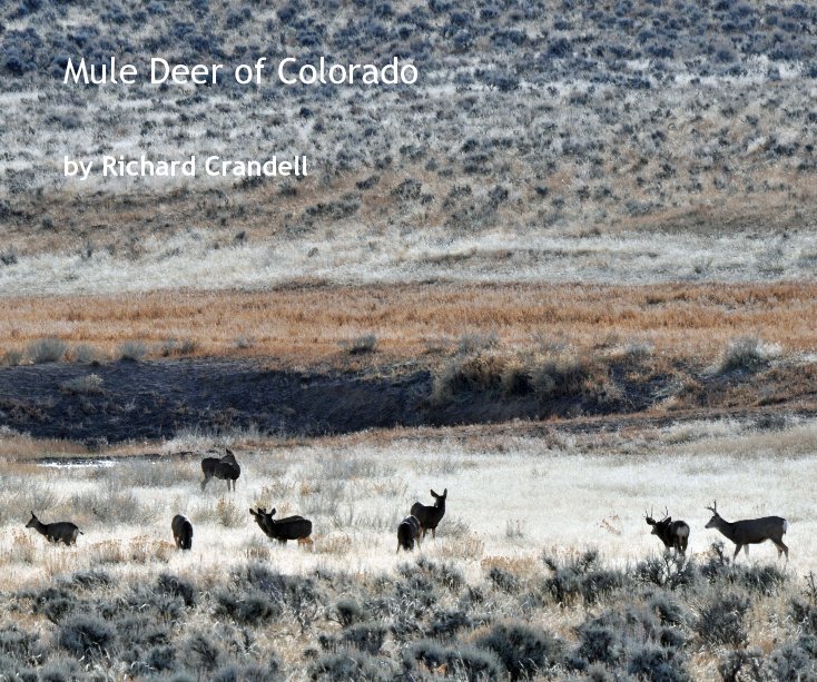 View Mule Deer of Colorado by Richard Crandell