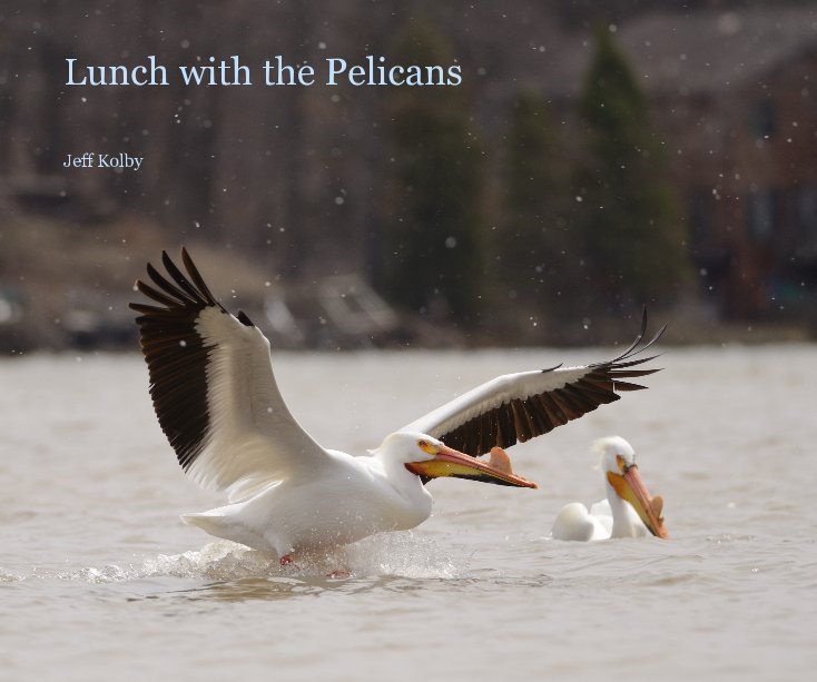 View Lunch with the Pelicans by Jeff Kolby