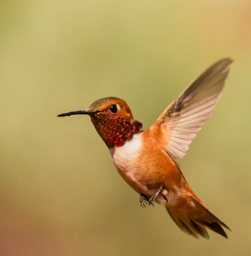Ver Hummingbirds por Kim Gowdy