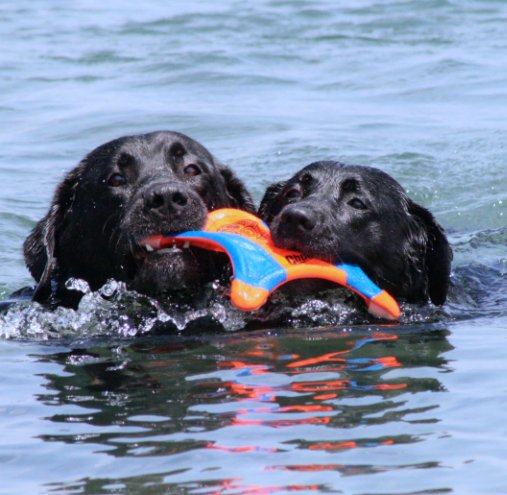 Visualizza Two Black Labs di Nathalie Hatter