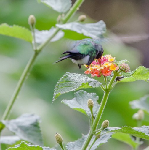 View Hummingbirds of Costa Rica by Jennifer Baker