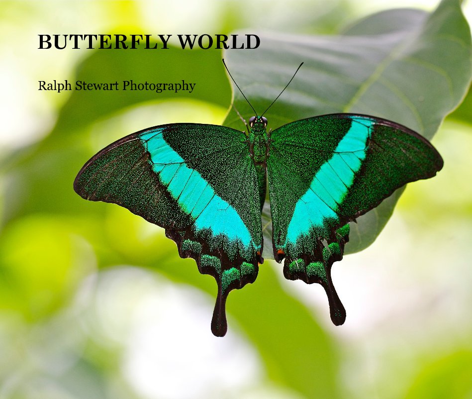 BUTTERFLY WORLD nach Ralph Stewart Photography anzeigen