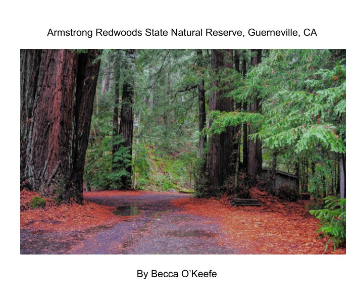 View Armstrong Redwoods by Becca O'Keefe