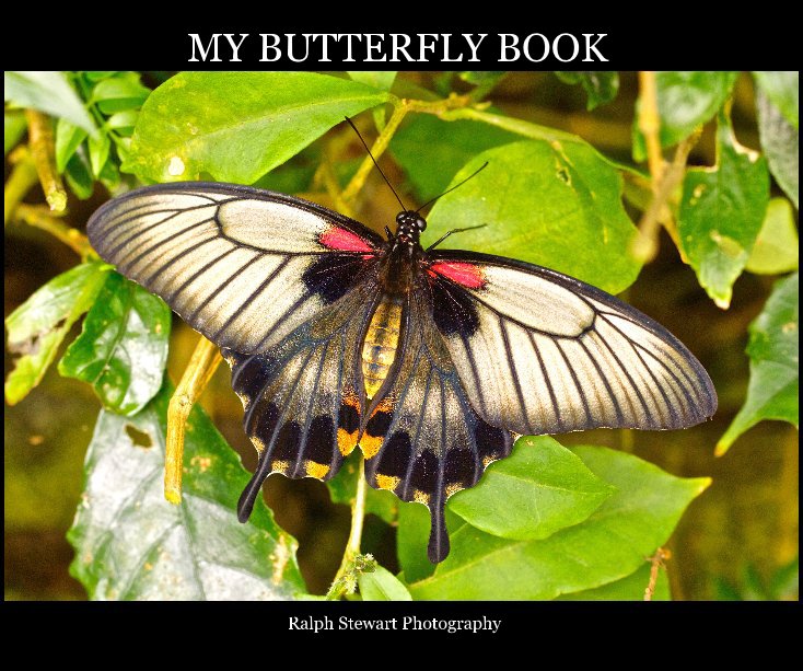 View MY BUTTERFLY BOOK by Ralph Stewart Photography
