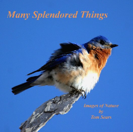 View Many Splendored Things by Tom Sears