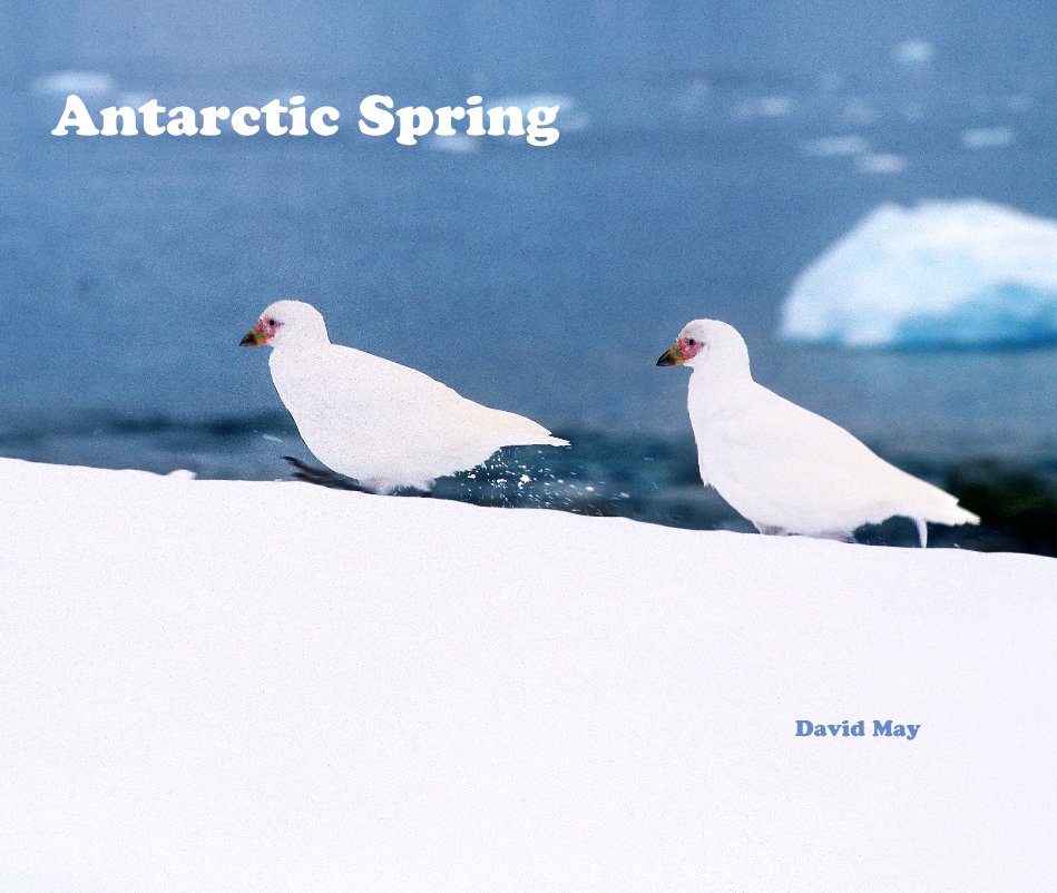 View Antarctic Spring David May by David May