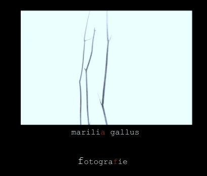 marilia gallus book cover