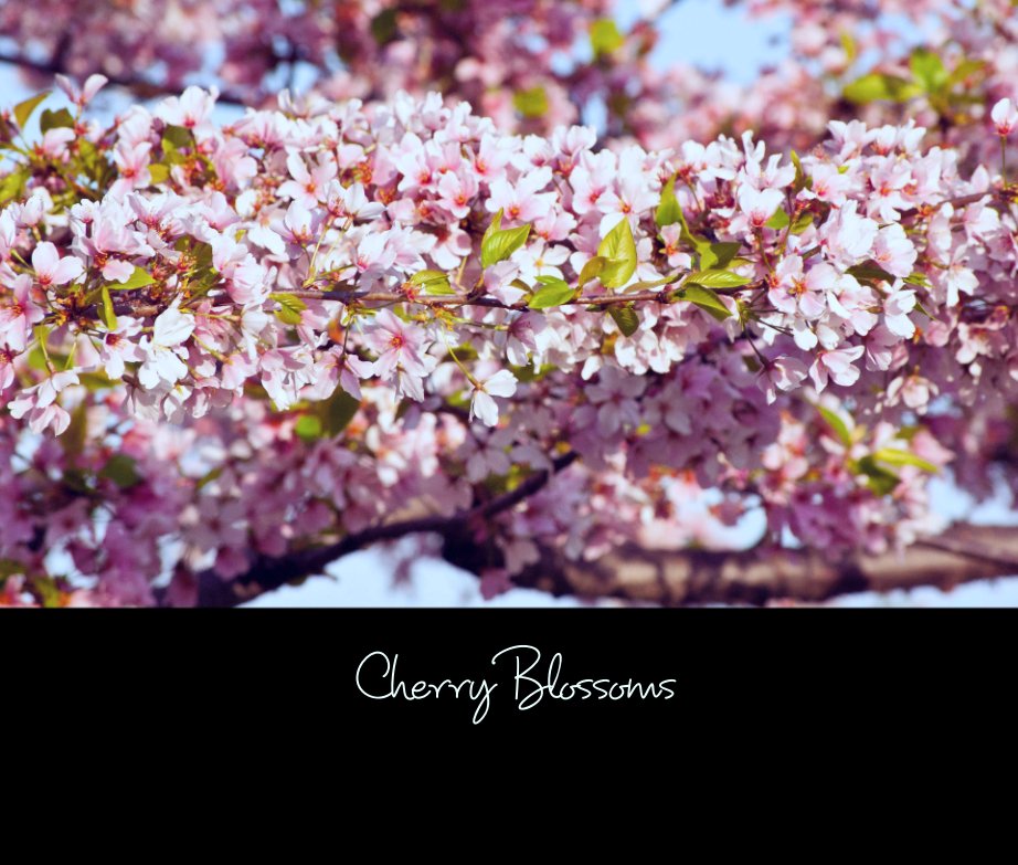 View Cherry Blossoms by Kim Carey