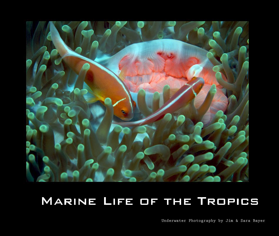 Visualizza Marine Life of the Tropics di Sara Bayer