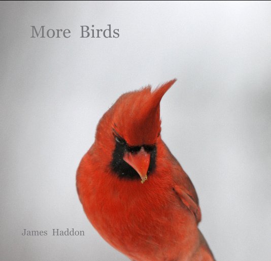 More Birds nach James Haddon anzeigen