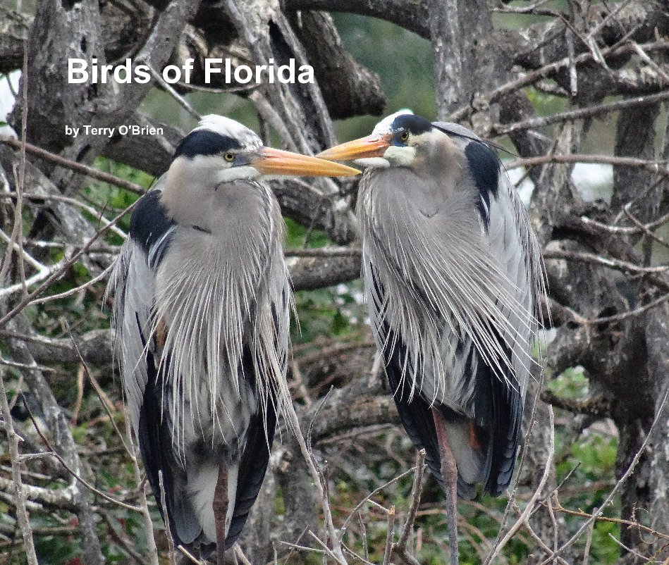 View Birds of Florida by Terry O'Brien