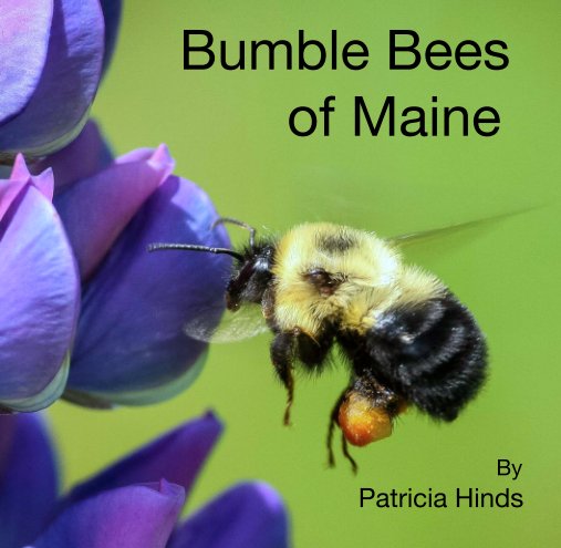 View Bumble Bees
                of Maine by Patricia Hinds