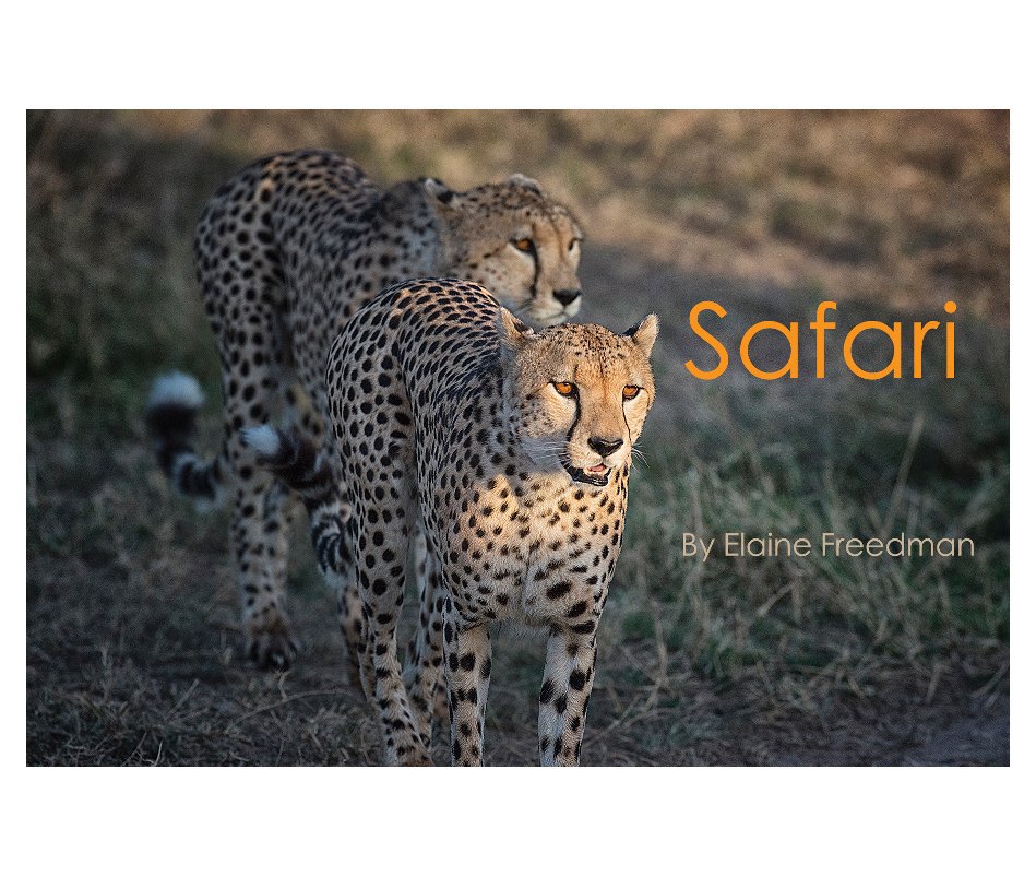 View Safari by Elaine Freedman