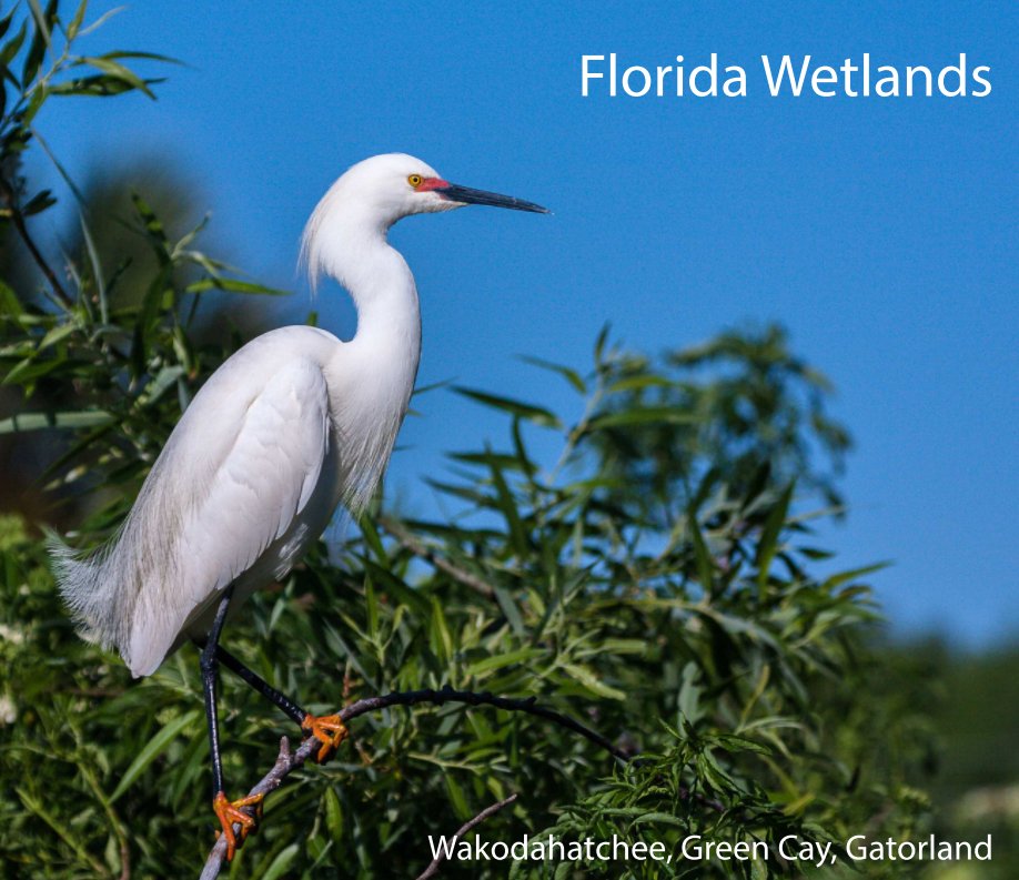 View Florida Wetlands by Bruce Rosenstiel