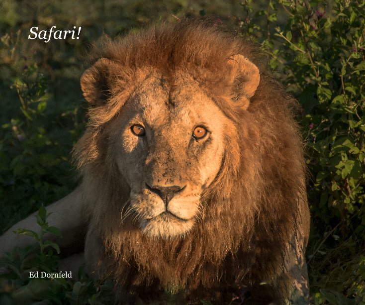Ver Safari! por Ed Dornfeld