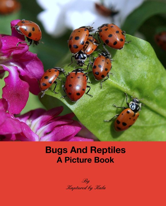 View Bugs And Reptiles
A Picture Book by Kaptured by Kala