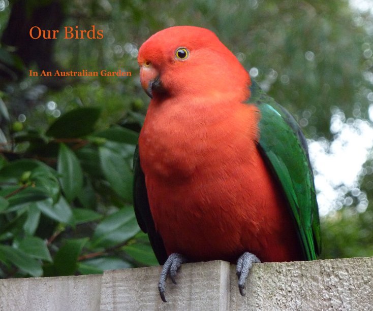 View Our Birds by Sylvia Morgan