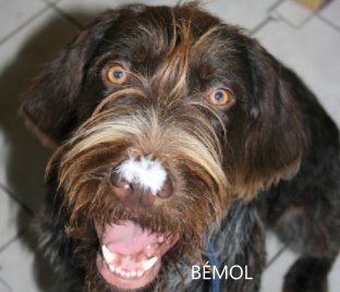 Bémol Wirehaired German Pointer book cover