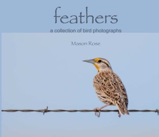 feathers book cover