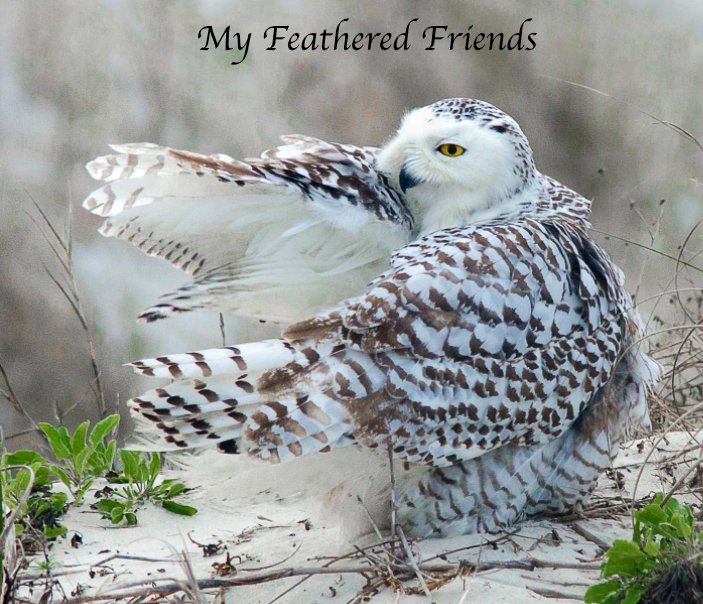 Ver Feathered Friends por njmcleod