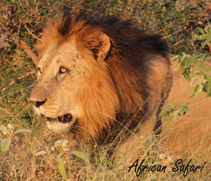 Ver African Safari por Adrian and Nikki