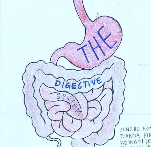 Ver The Digestive System por Mr. Fazio's Physiology Class 2014