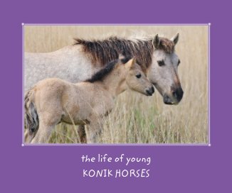 The life of young Konik horses book cover