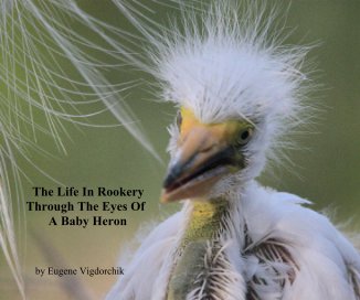 The Life in Rookery Through The Eyes Of A Baby Heron book cover
