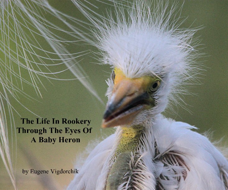 View The Life in Rookery Through The Eyes Of A Baby Heron by Eugene Vigdorchik