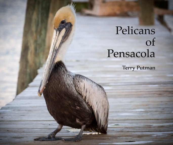 View Pelicans of Pensacola by Terry Putman