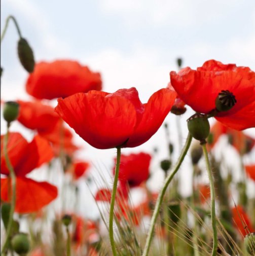 Bekijk Bloemen houden van mensen op Mieke de Weert