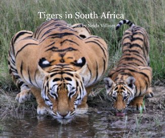 Tigers in South Africa book cover