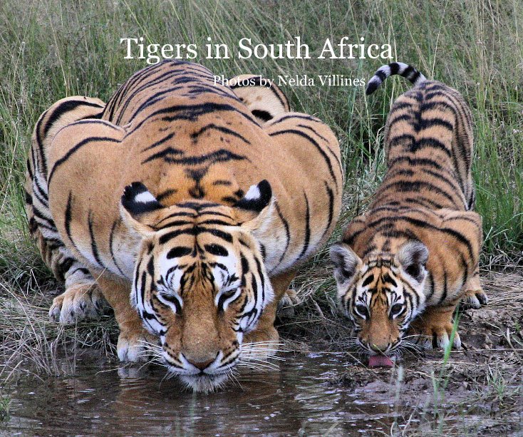 View Tigers in South Africa by Nelda Villines