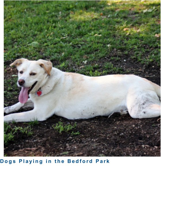 Ver dogs playing  in bedford park por george silverstein