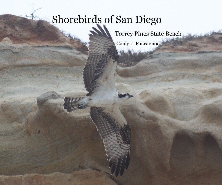 View Shorebirds of San Diego by Cindy L. Foncannon