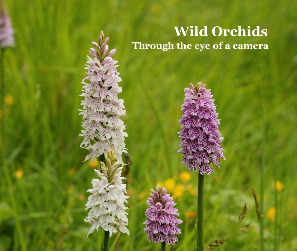 View Wild Orchids Through the eye of a camera by Elaine Hagget
