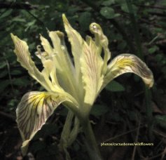 photos/cactusbones/wildflowers book cover
