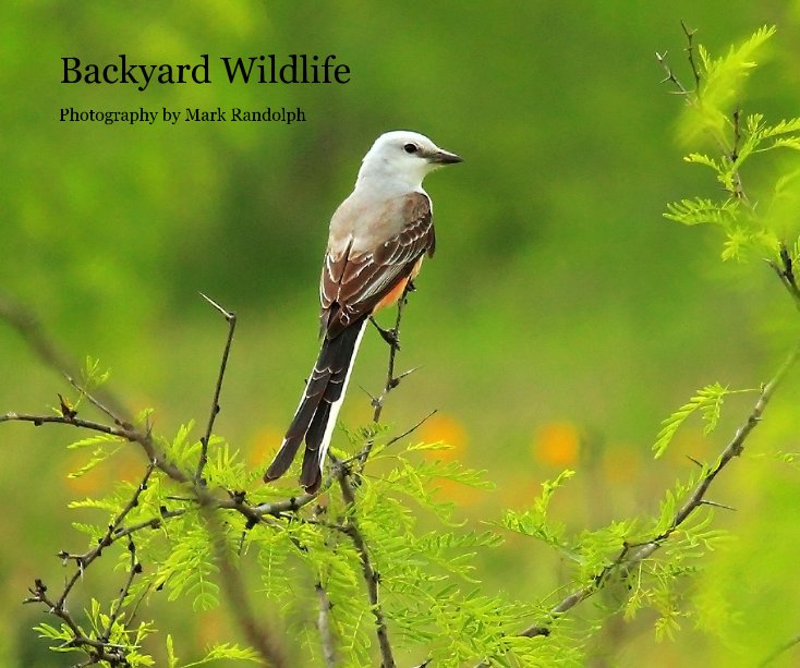 Backyard Wildlife nach Photography by Mark Randolph anzeigen