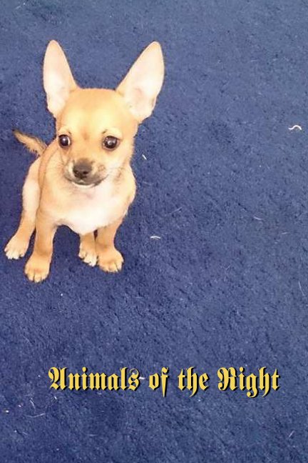 View Animals of the Right by M Downing