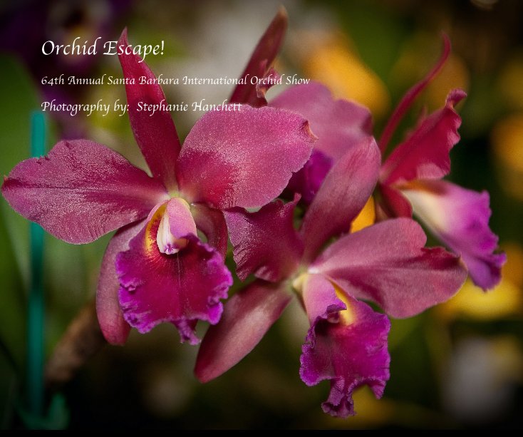 View Orchid Escape! by Photography by: Stephanie Hanchett