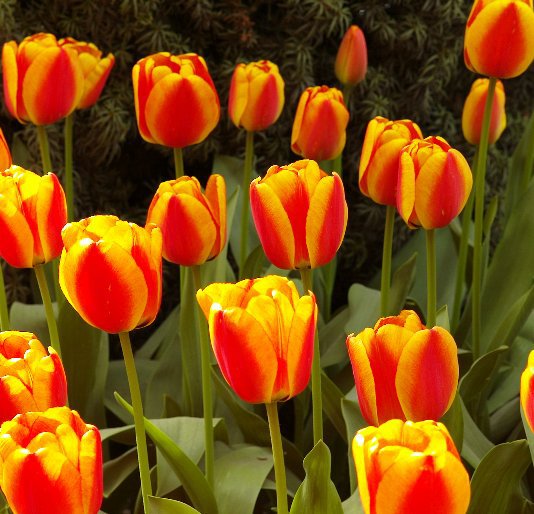 Ver The Tulips of Skagit County por Lawrence Christopher