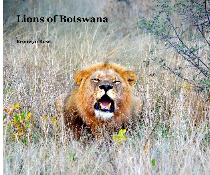 Ver Lions of Botswana por Bronwyn Rose