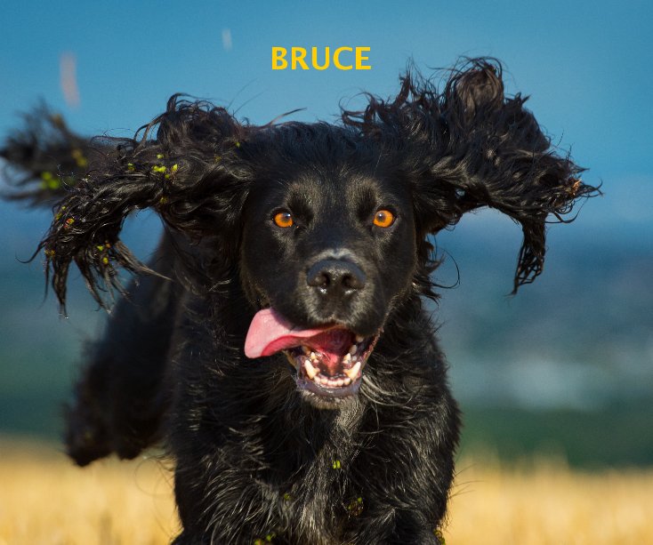 View BRUCE by Brighton Dog Photography
