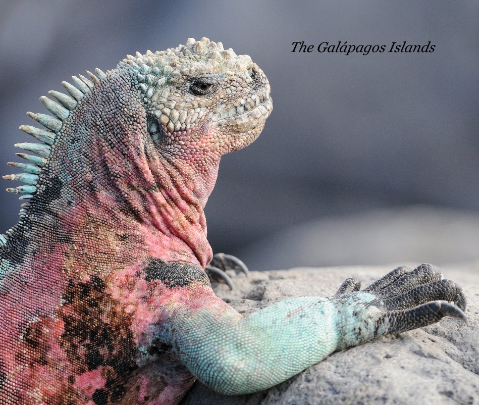 View The Galapagos Islands by Sue Wolfe